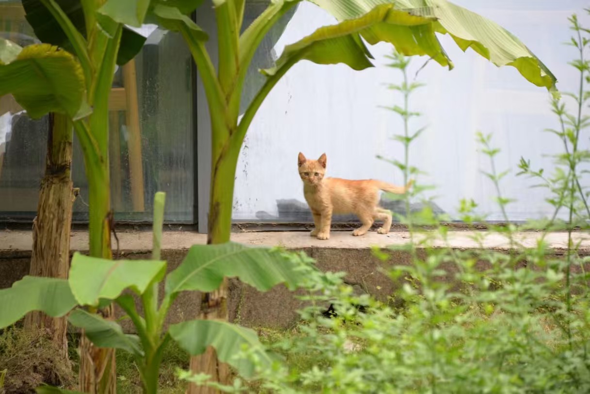 Hangzhou, frame 2